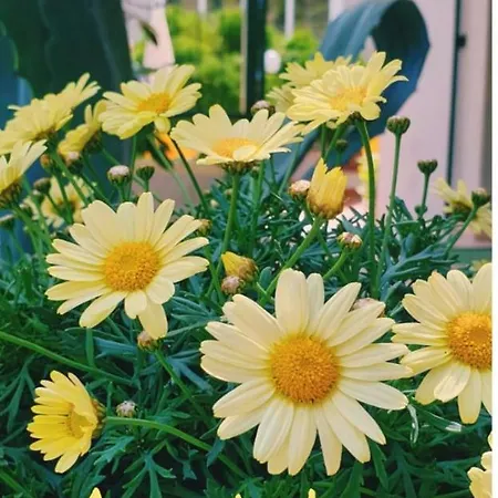 فندق Arcobaleno 3*