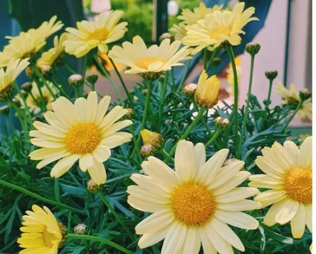 Ξενοδοχείο Arcobaleno 3*